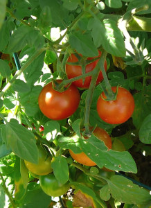 cherry tomatoes