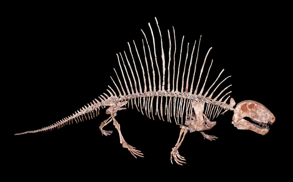 Dimetrodon fossil